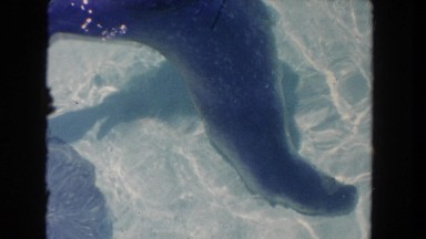 1962: sea lion water cute pet zoo observing wild SAN PEDRO, CALIFORNIA