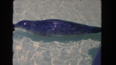 1962: seal underwater pretty swim thru waves SAN PEDRO, CALIFORNIA