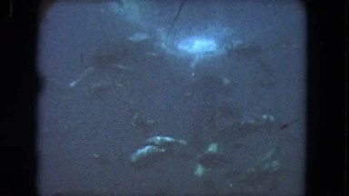 1962: Sea Life Swims Around Under the Deep, Dark, Blue Sea in San Pedro