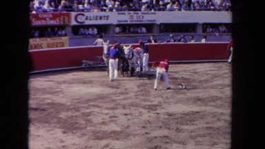 1962: horses pulling an unconscious bull at a rodeo SAN PEDRO, CALIFORNIA