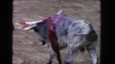 1962: bleeding bull with darts in its back stumbling around wildly SAN PEDRO