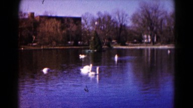 1959: white ducks float on the water in a pond surrounded by trees on a cloudy