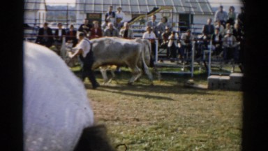 1957: oxen pull a sled loaded with bricks along a measured distance. CATSKILL