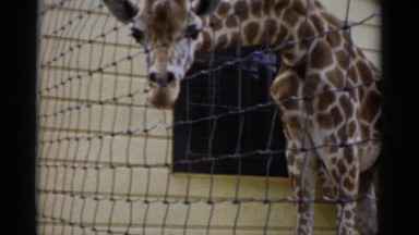 1957: giraffe at zoo slowly raising head behind enclosure fence CATSKILL