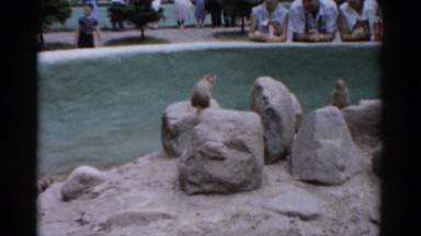 1957: Three Small Animals in a Zoo as People Watch in Catskill, New York