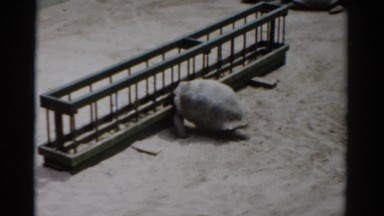 1957: tortoises gathering at feeding trough CATSKILL, NEW YORK