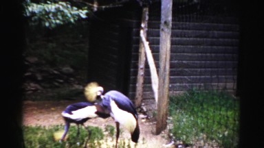 1957: exotic birds at a zoo are grooming and pecking while being observed
