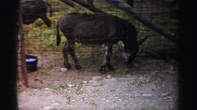 1957: donkeys at zoo eating behind enclosure fence CATSKILL, NEW YORK