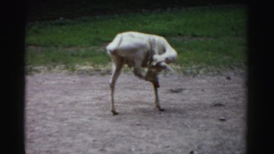 1957: a cute little deer attempting to scratch himself or herself CATSKILL