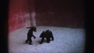 1957: two baby bears playing together. CATSKILL, NEW YORK
