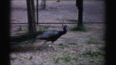 1957: peacock bird free roaming zoo grounds unique beautiful coloured CATSKILL