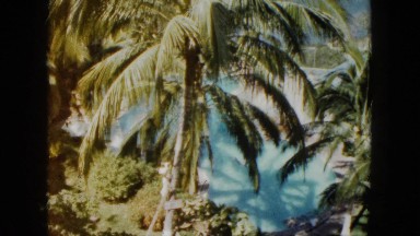 1962: palm trees in front of a blue wall with the wind gently blowing the leaves