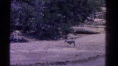 1967: starving deer roaming miles outdoor of normal feeding grounds
