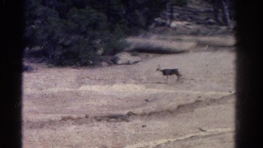 1967: two deer walking towards the bushes along the dry land COLORADO