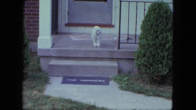 1963: poodle on porch trotting down the stairs to look for friend