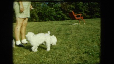 1963: a group of dogs playing animatedly in a courtyard with much grass MAINE
