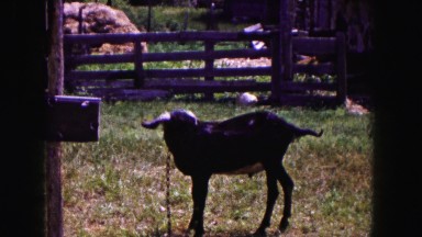 1961: goat in farm caged viewing around unique MINNESOTA