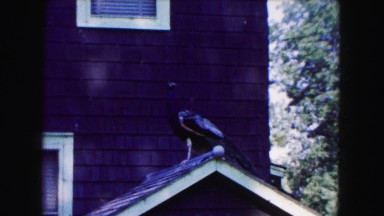 1961: big bird staying and looking staying on the roof on the house and staring