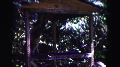 1961: a cute little monkey swinging and playing in an enclosure MINNESOTA