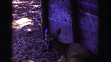 1961: a gazelle at a zoo is resting in the shade and is curious about the camera