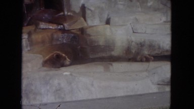 1972: Bears Playing in Zoo Enclosure Wisconsin