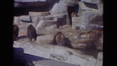 1972: Man Walks By Pack of Bears Milling Around in Zoo Habitat Wisconsin