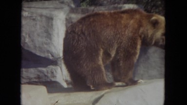 1972: How Can We Help This Bear Find Its Fish Again