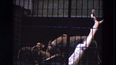 1972: a variety of different animals in caged areas in a zoo WISCONSIN