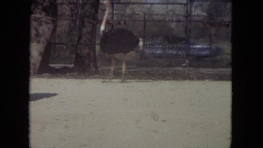 1972: an ostrich is pecking for food crumbs on the ground at a zoo