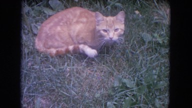 1972: cute cat yellow at the grass is so calm