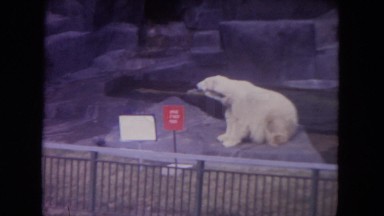 1972: polar bears swimming zoo beauty of nature WISCONSIN