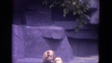 1972: the trapped sad bears WISCONSIN
