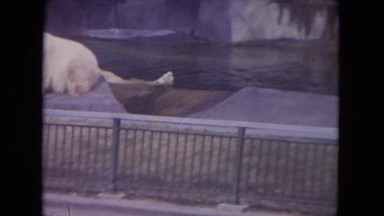 1972: polar bears swimming zoo beauty of nature WISCONSIN