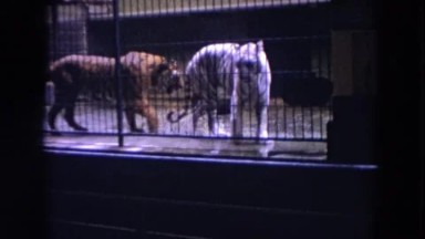 1972: Two Tigers Rotating Continuously in a Cage in Wisconsin