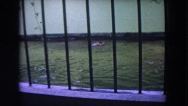 1972: the treacherous alligator circles his bed for victims WISCONSIN