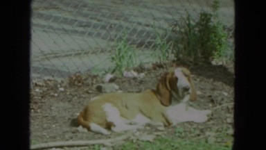 1972: a charming hound dog relaxing in the yard before getting up and walking