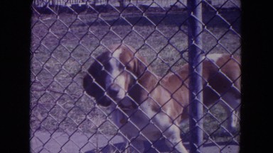 1972: dog behind fence staring car parked near house WISCONSIN