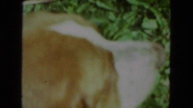 1972: zoomed in dog nose brown breed cute WISCONSIN