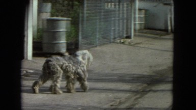 1972: stray dog wanders alleyways in search of food, comfort, and friends