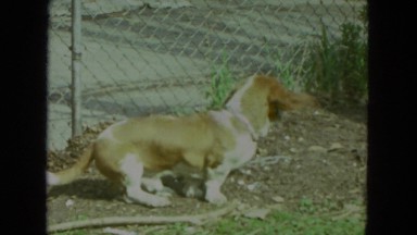 1972: dog sitting inside fence near sidewalk WISCONSIN