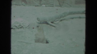 1972: wild animals in their unique habitats including fowl walking, strutting