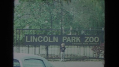 1972: a ferocious lion walking inside the cage watched by a boy WISCONSIN