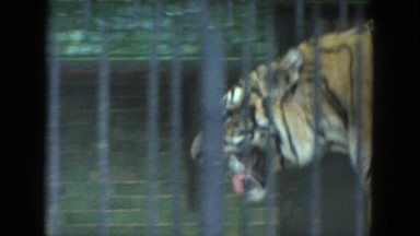 1972: animal caged zoo still trees shady deserted tiger WISCONSIN