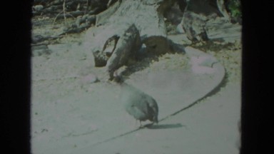 1972: pigeons and various art sculptures in an outdoor setting WISCONSIN