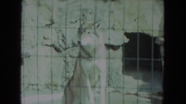 1972: two grey wolves prowl zoo enclosure WISCONSIN