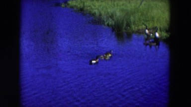 1954: a group of ducks swimming in a pond of very blue water near a construction