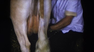 1954: man milking cow in a barn while children watch HICKSVILLE, NEW YORK