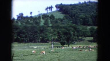 1954: dozens of cows grazing in the grass alongside a lush, green hillside