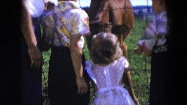 1954: cow pet people girl play around grassland HICKSVILLE, NEW YORK