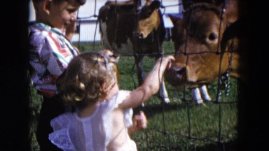 1954: a little boy and his toddler sister are petting cuddly cute baby cows